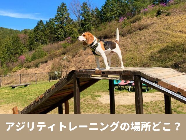 アジリティ　トレーニング　犬　東京 体験　教室　口コミ　評判