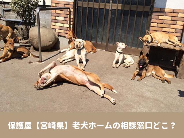 保護屋　宮崎　老犬ホーム　相談　看取り　介護　費用　条件　坂上どうぶつ王国