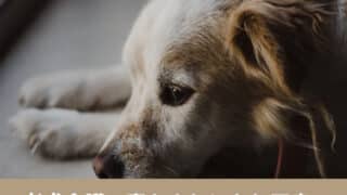 老犬介護　寝たきり 不安　床ずれ　食べない　悩み