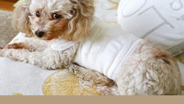 老犬介護　仕事 やめた　休む　両立