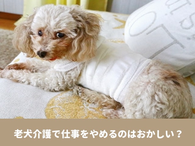 老犬介護　仕事 やめた　休む　両立