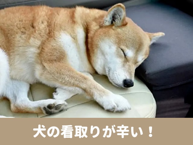 犬　看取り　辛い　最期　老衰　後悔