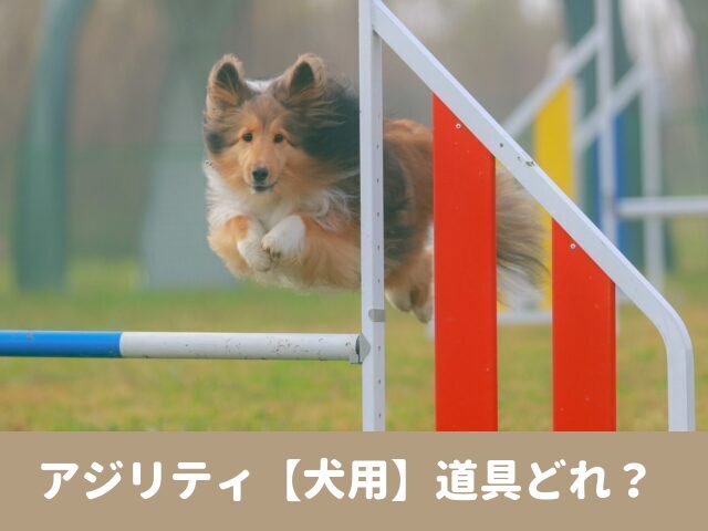 アジリティ　犬　道具 初心者　自宅　練習方法