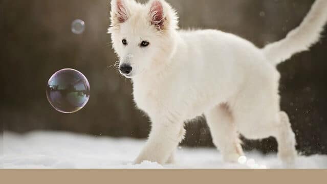 ホワイトシェパード　子犬出産情報 値段　相場　関西　おすすめ　ブリーダー