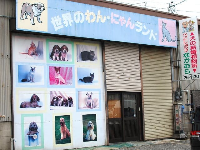 ホワイトシェパード　子犬出産情報 値段　相場　関西　おすすめ　ブリーダー