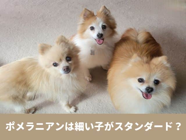 ポメラニアン　細い　成犬　理想体重　顔　変化