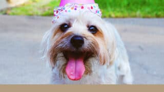 犬　ハッピーバースデーボックス　MyBESTii 口コミ 評判　ペット　思い出