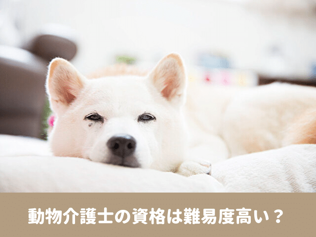 動物介護士　資格　難易度 合格率　おすすめ　通信講座