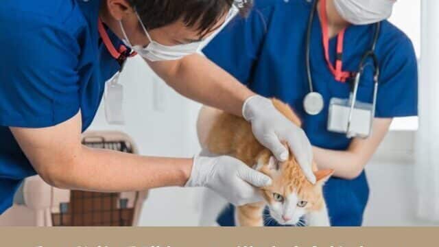 愛玩動物看護師　予備試験　合格率　範囲　過去問　問題集