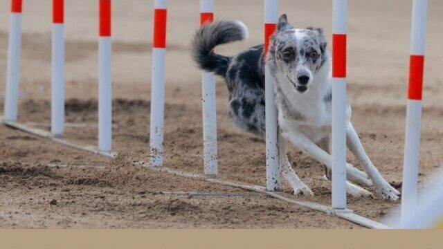 ドッグスポーツ　エクストリーム 関西　教室　始め方