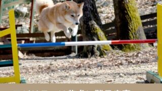 アジリティ　柴犬　難易度　日本犬　向いている犬種