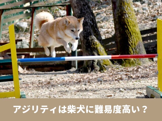 アジリティ　柴犬　難易度　日本犬　向いている犬種