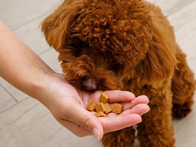 犬　ハッピーバースデーボックス　MyBESTii 口コミ 評判　ペット　思い出