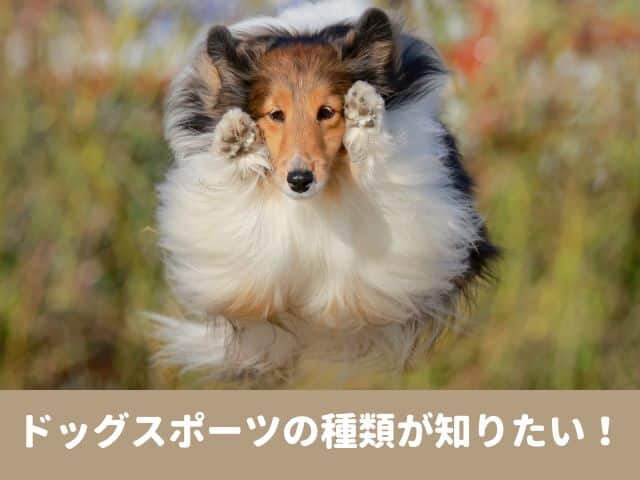 ドッグスポーツ　種類 競技　目的　魅力