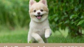 ポメラニアン　カット　2023　かわいい　柴犬カット　短めカット　かわいくない