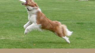 ドッグスポーツ　フリスビー 犬種　競技　訓練