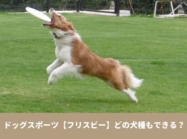 ドッグスポーツ　フリスビー 犬種　競技　訓練
