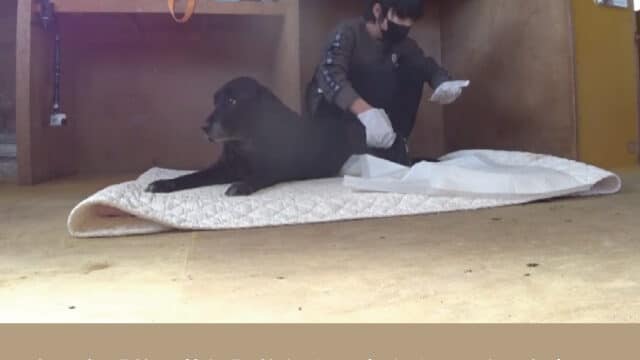 寺田心　花園牧場　老犬ホーム　場所　料金　条件　みんなの動物園