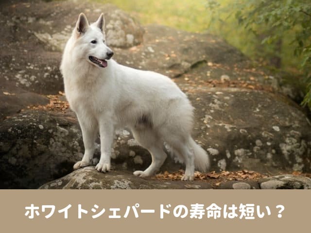 ホワイトシェパード　寿命　平均寿命　特有のなりやすい病気　飼い方