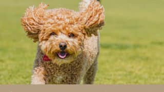 犬と行ける　観光地　横浜　2023　おすすめ　みなとみらい　スポット　駐車場