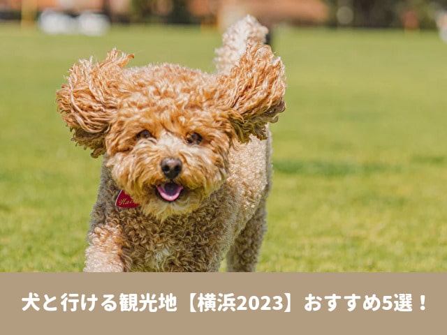 犬と行ける　観光地　横浜　2023　おすすめ　みなとみらい　スポット　駐車場