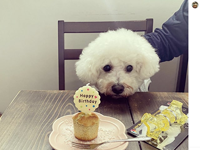 犬と行ける　レストラン　大阪 おすすめ　ランチ　ディナー　高級レストラン