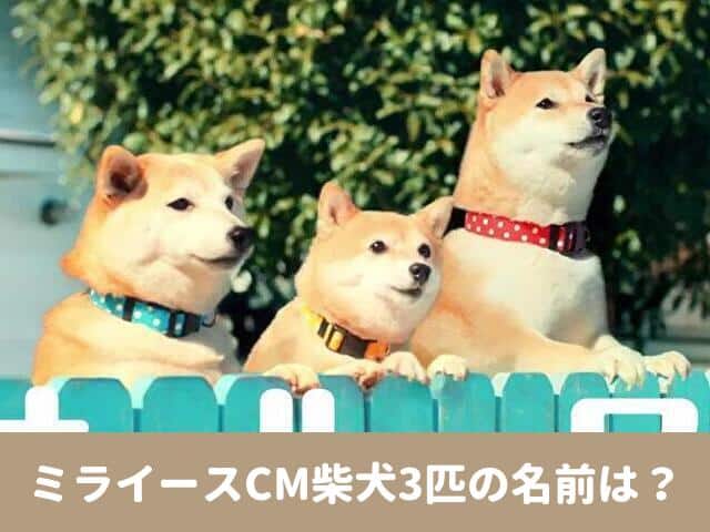 ミライ―ス　CM　柴犬　名前　プロフィール　SNS