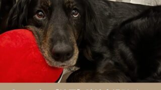 ゴールダー　里親　埼玉　売れ残り　子犬　引き取り　譲渡