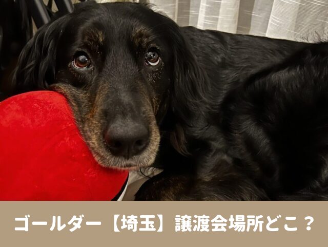 ゴールダー　里親　埼玉　売れ残り　子犬　引き取り　譲渡