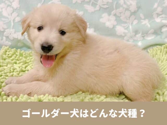 ゴールダー　犬　犬種　性格　大きさ　寿命