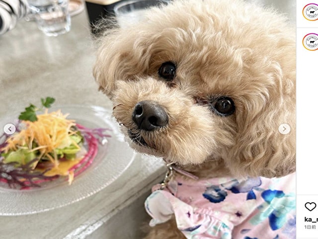 犬と行ける　レストラン　大阪 おすすめ　ランチ　ディナー　高級レストラン