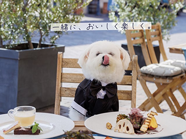 犬と行ける　レストラン　大阪 おすすめ　ランチ　ディナー　高級レストラン