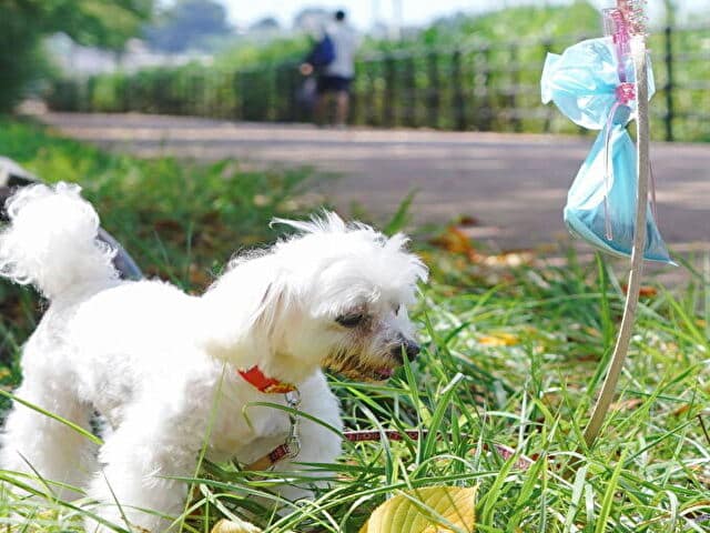 運キャッチ　犬　フンキャッチャー　口コミ　評判　アウトドア　お散歩グッズ　感想