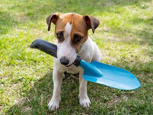 運キャッチ　犬　フンキャッチャー　口コミ　評判　アウトドア　お散歩グッズ　感想