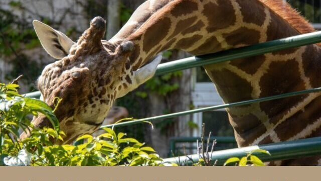 犬と行ける　動物園　関東　2023　おすすめ　ペット同伴　入園料　人気