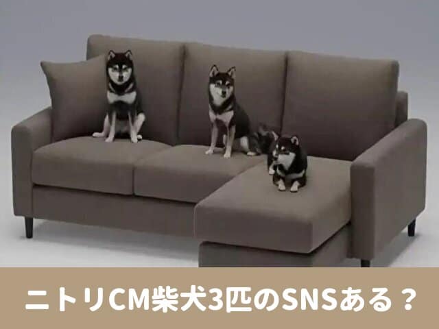 ニトリ　CM　柴犬　SNS　プロフィール　出演情報