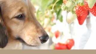 犬と行ける　いちご狩り　関西　2023　おすすめ　ペット可　料金　いつまで