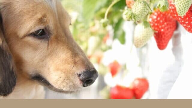 犬と行ける　いちご狩り　関西　2023　おすすめ　ペット可　料金　いつまで