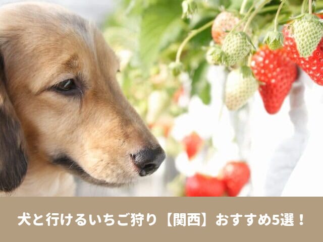 犬と行ける　いちご狩り　関西　2023　おすすめ　ペット可　料金　いつまで