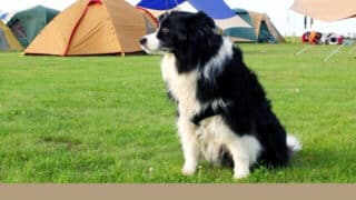 犬と行ける　キャンプ場　関東　おすすめ　ドッグランサイト　ペット可　コテージ