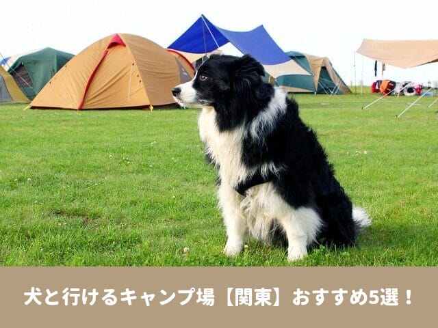犬と行ける　キャンプ場　関東　おすすめ　ドッグランサイト　ペット可　コテージ