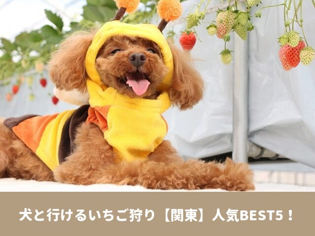 犬と行ける　いちご狩り　関東　人気　開園　時期　ペット同伴　料金