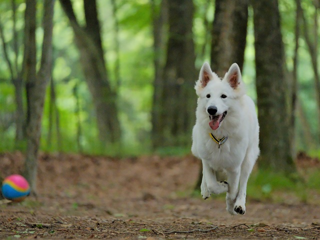 犬と行ける　キャンプ場　関東　おすすめ　ドッグランサイト　ペット可　コテージ
