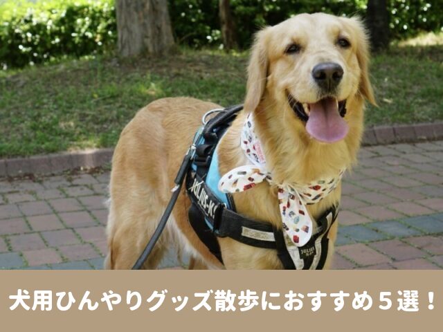 犬　ひんやりグッズ　散歩　おすすめ　お出かけ　熱中症対策