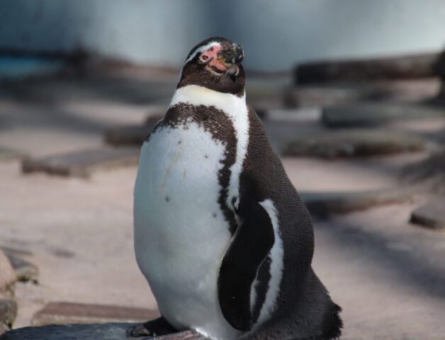 犬と行ける　動物園　関東　2023　おすすめ　ペット同伴　入園料