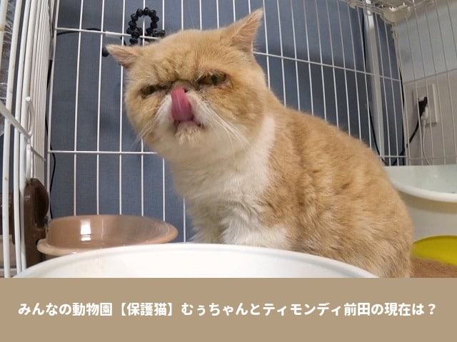 みんなの動物園　むぅちゃん　保護猫　ティモンディ前田　現在　SNS　最新情報