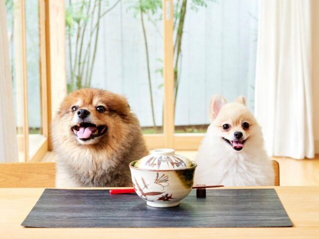 犬の日替わり定食　口コミ　評判　原材料　食いつき
