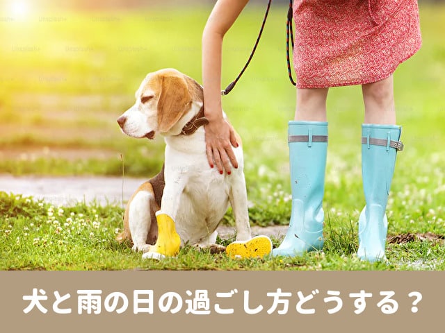 犬　雨の日の過ごし方　落ち着かない　遊び　ストレス発散