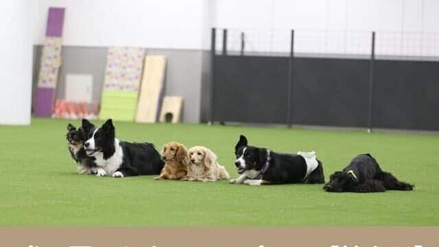 犬　雨　お出かけ　神奈川　2023　スポット　屋根　屋内　ドッグラン