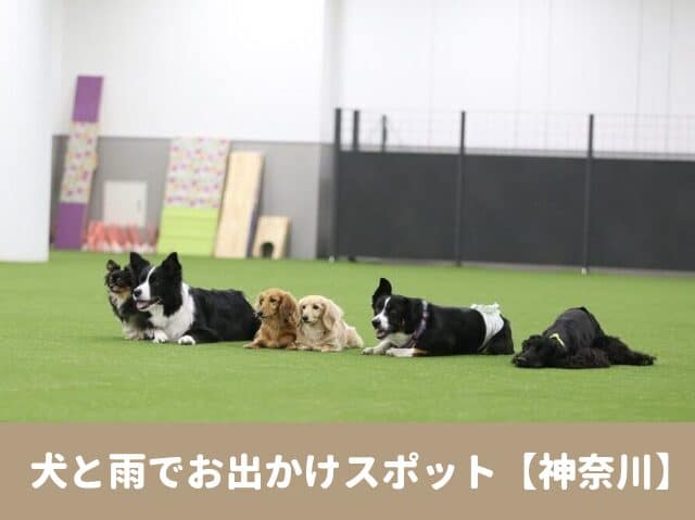 犬　雨　お出かけ　神奈川　2023　スポット　屋根　屋内　ドッグラン